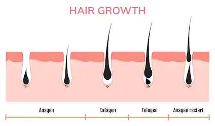 Sugaring Hair Length